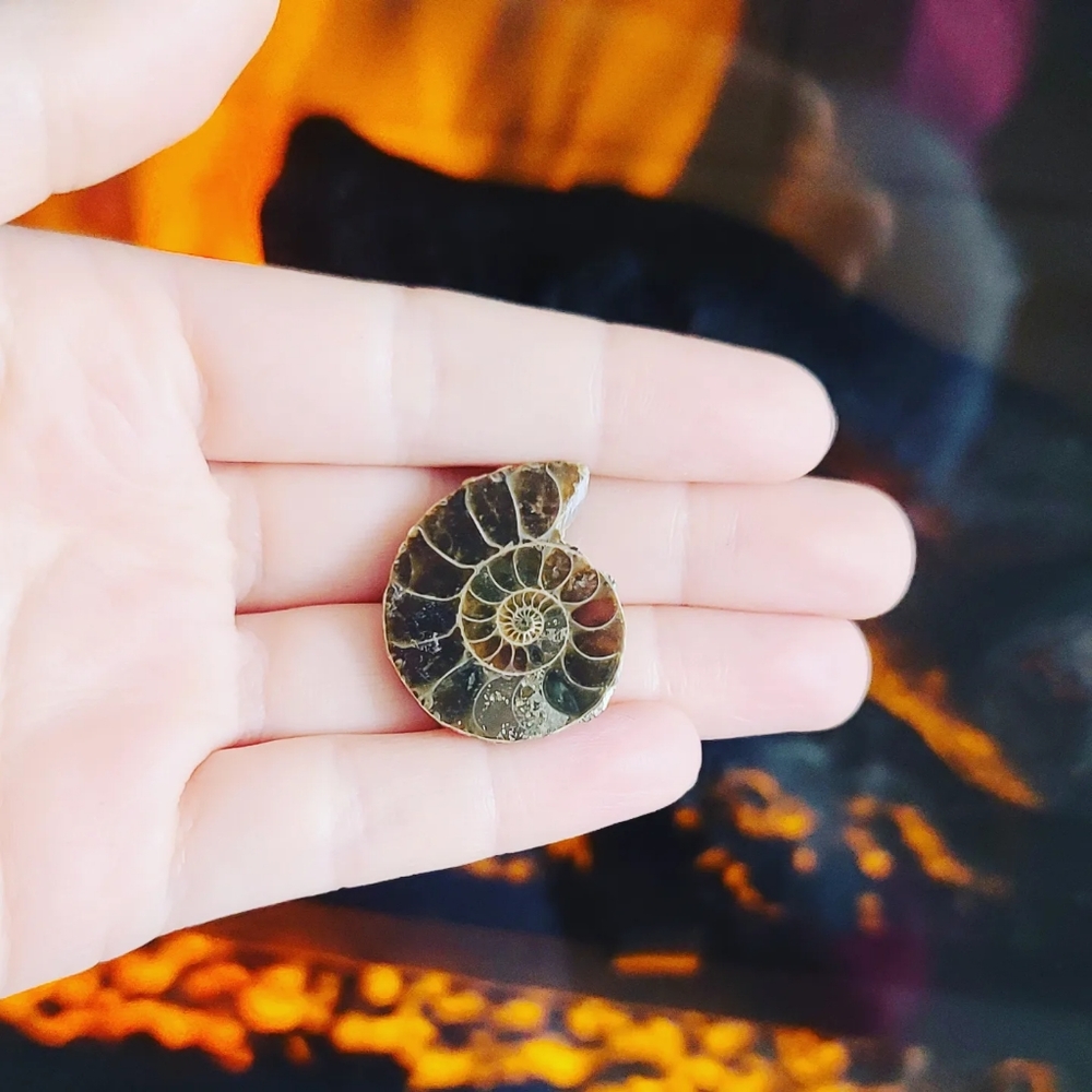 Ammonite fossil